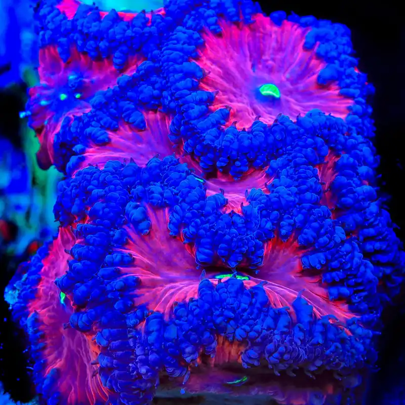 TSA Cherry Gusher Blastomussa Coral - TSA Coral