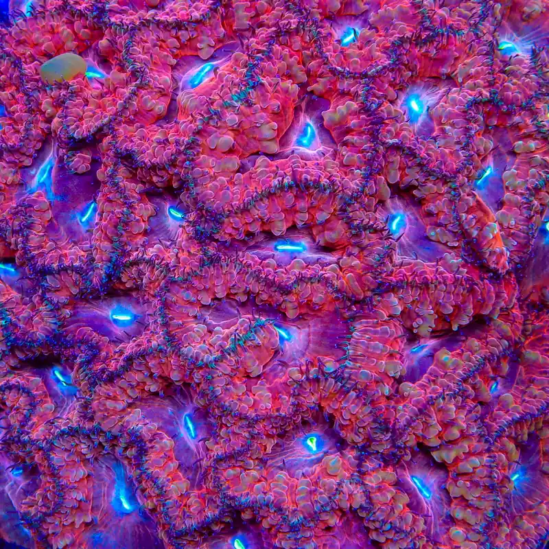 TSA Dream Weaver Blastomussa Coral - TSA Coral