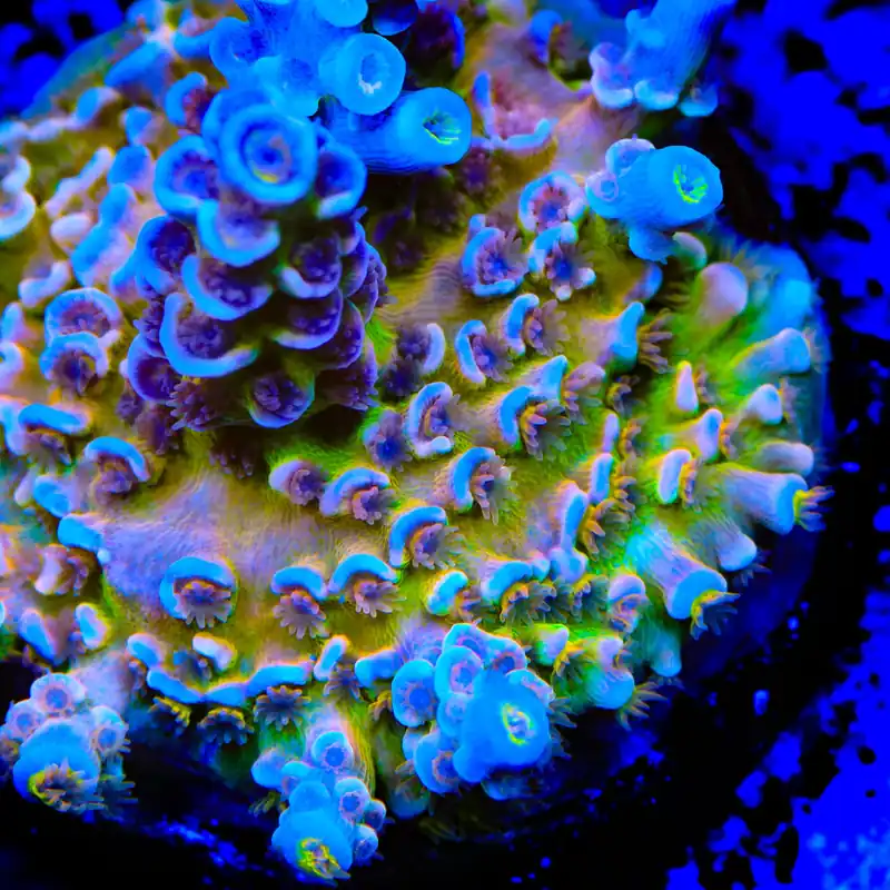 RRC Angry Birds Acropora Coral - TSA Coral