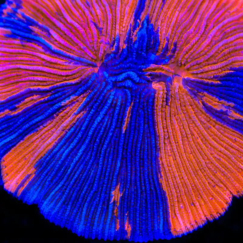 TSA Deadpool Grafted Aquacultured Plate Coral - TSA Coral
