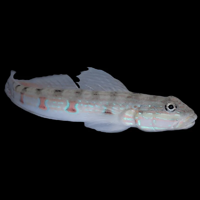Striped Sleeper Goby - Valenciennea longipinnis