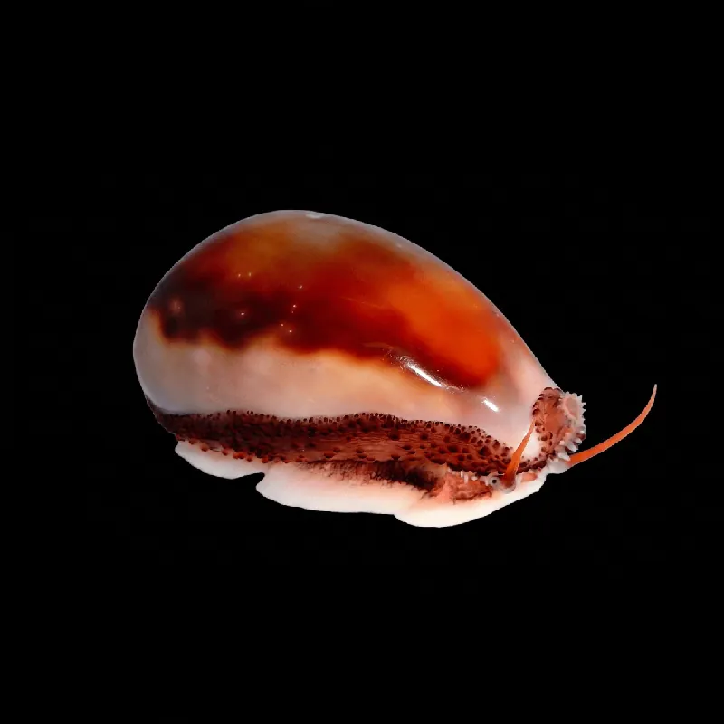 Chestnut Cowrie Snail - TSA Inverts