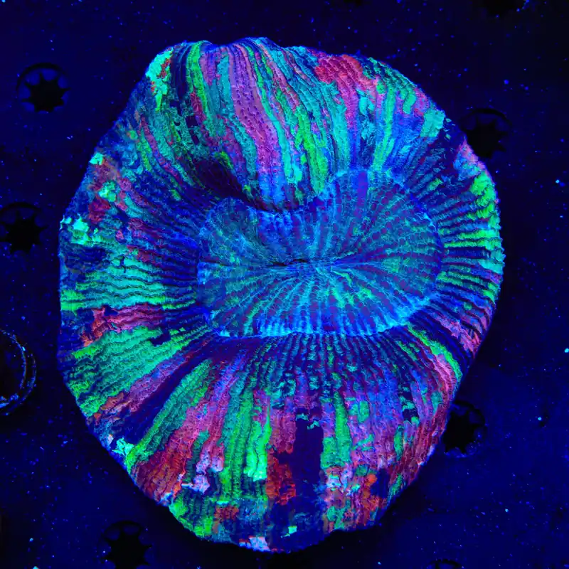 Rainbow Trachyphyllia Coral - TSA Coral