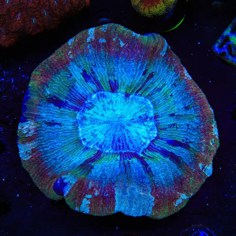 Rainbow Trachyphyllia Coral - TSA Coral