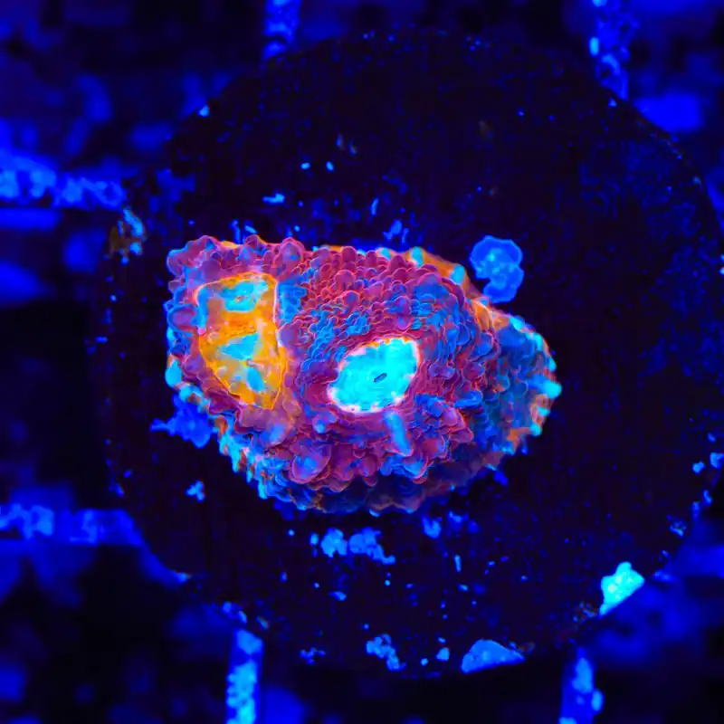 TSA Crimson Tide Chalice Coral - TSA Coral