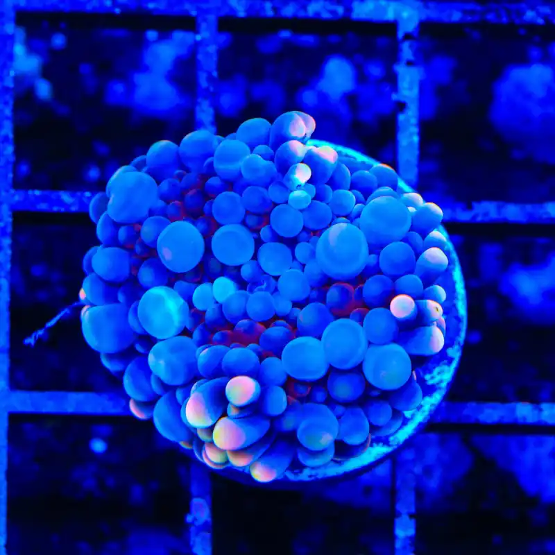 Bubble Monster Yuma Coral - TSA Coral