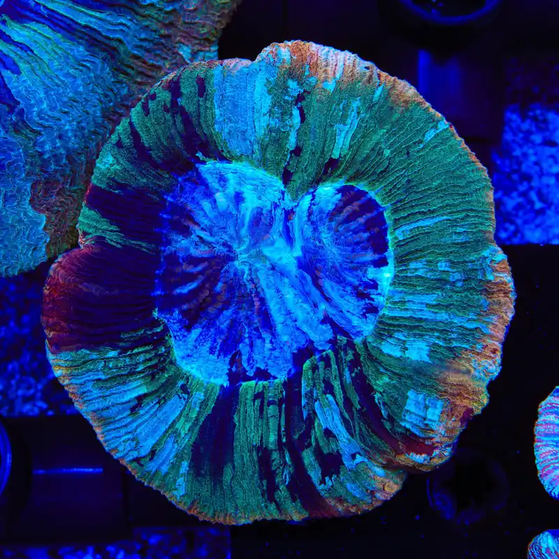 Rainbow Trachyphyllia Coral - TSA Coral