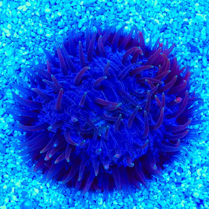 Purple Plate Coral - TSA Coral