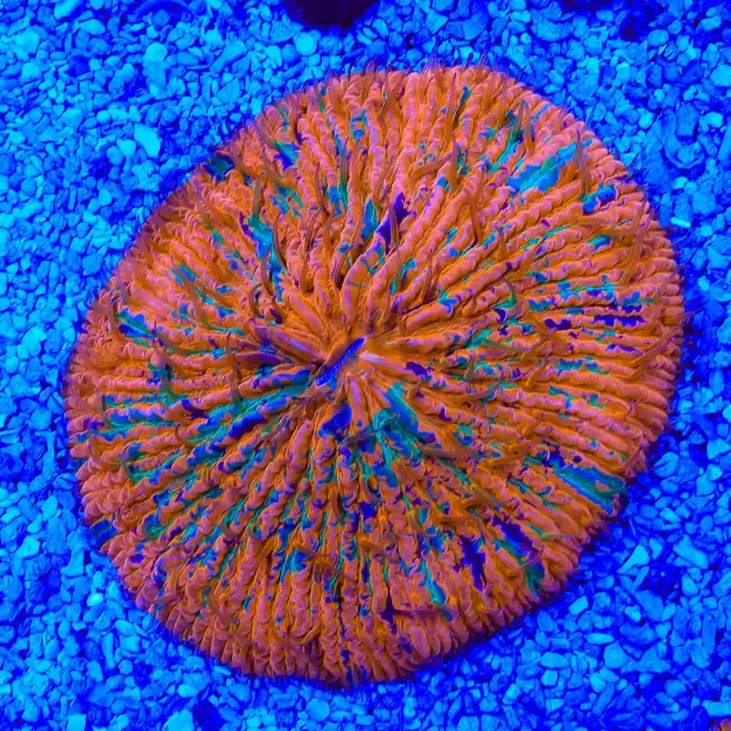 Rainbow Plate Coral - TSA Coral