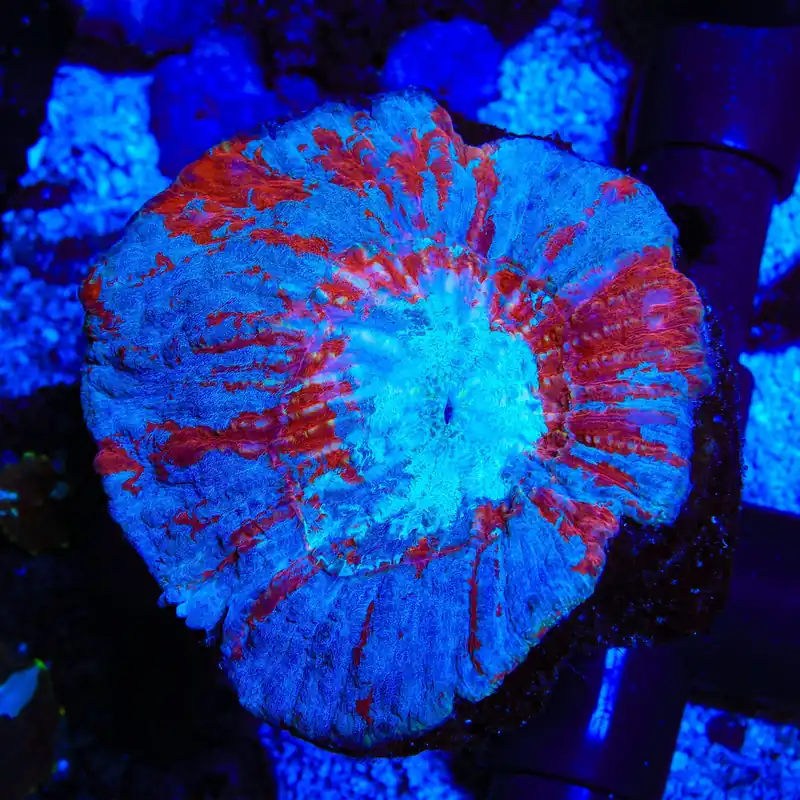 Rainbow Australomussa Coral - TSA Coral