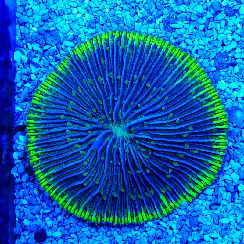 Ultra Plate Coral - TSA Coral