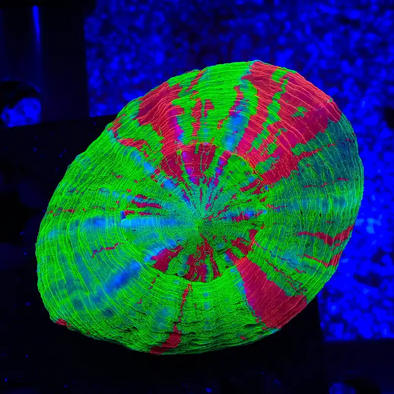 Bleeding Apple Scolymia Coral - TSA Coral