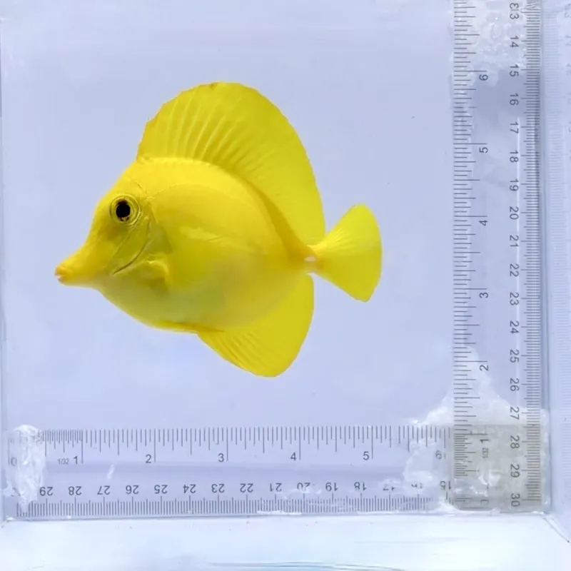 Hawaiian Yellow Tang - TSA Fish