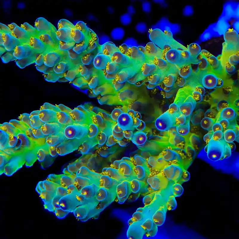 CCH Icarus Acropora Coral - TSA Coral