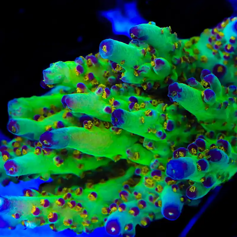 JF Fantasy Island Acropora Coral - TSA Coral