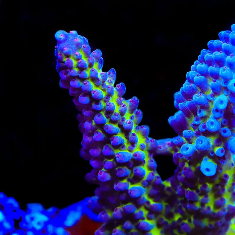 Sanjay's Red Photon Acropora Coral - TSA Coral