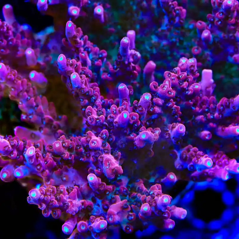 TSA Tesla Acropora Coral - TSA Coral