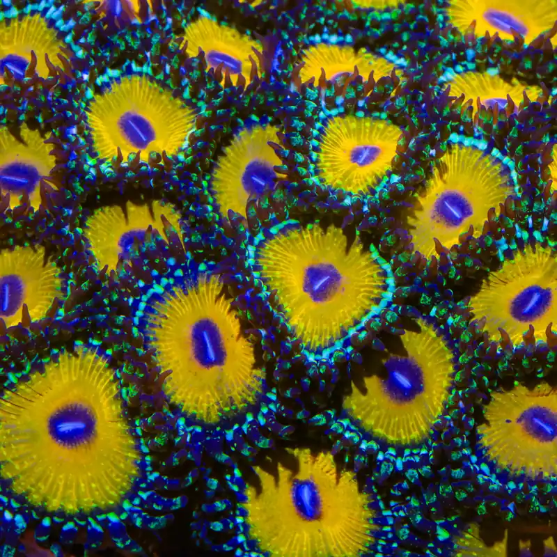 God Beast Zoanthids Coral - TSA Coral