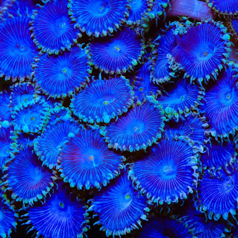Blue Death Palythoa Zoanthids Coral - TSA Coral