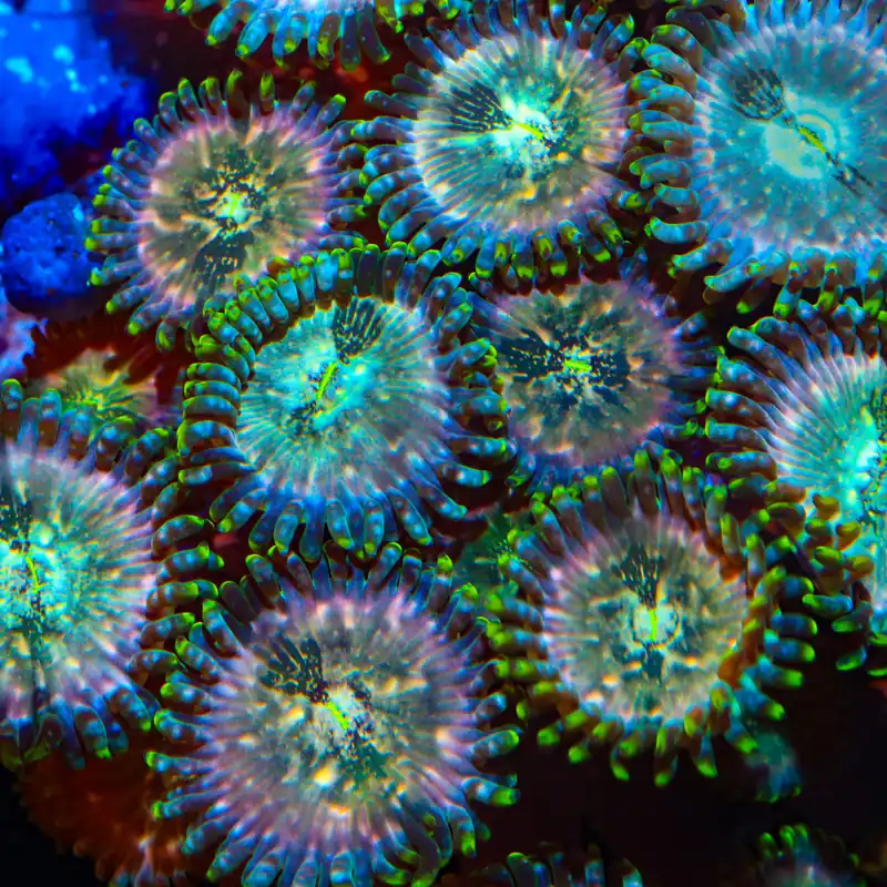 Dream Catcher Zoanthids Coral - TSA Coral