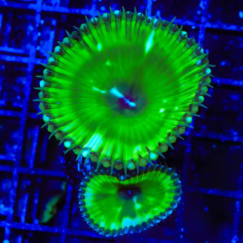 TSA Sour Apple Palythoa Grandis Coral - TSA Coral