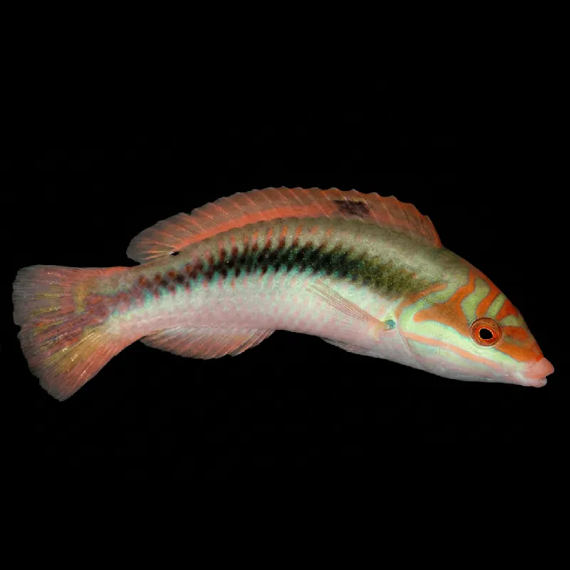 Clown Wrasse - Halichoeres maculipinna