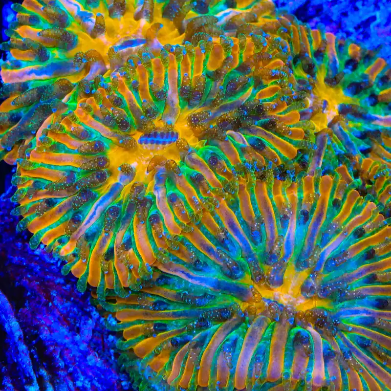 TSA Electric Glitter Aquacultured Plate Coral - TSA Coral