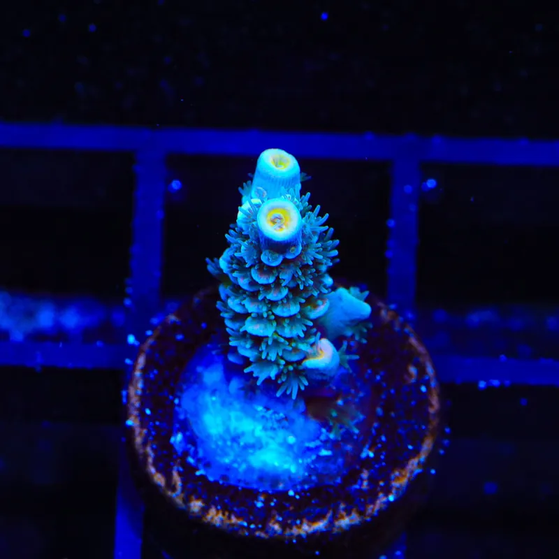 TSA Circus Freak Tenuis Acropora Coral - TSA Coral