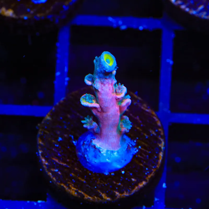 Vivids Insanity Acropora Coral - TSA Coral