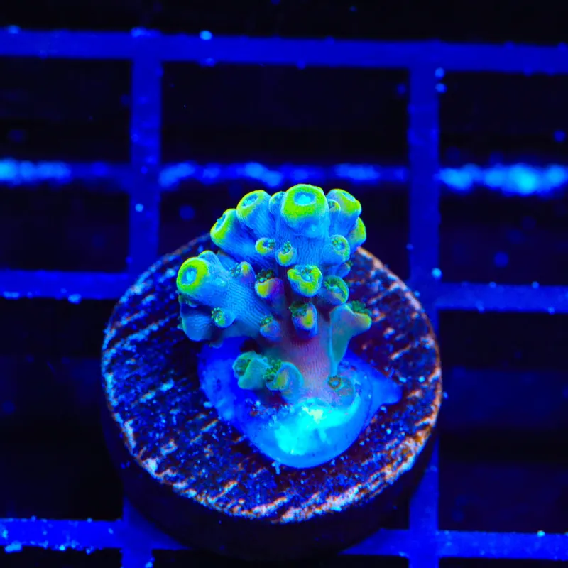 TSA Bollywood Acropora Coral - TSA Coral
