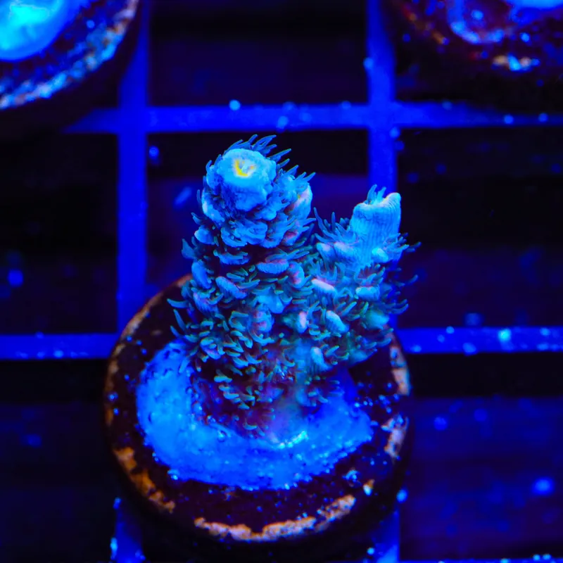 TSA Haymaker Tenuis Acropora Coral - TSA Coral