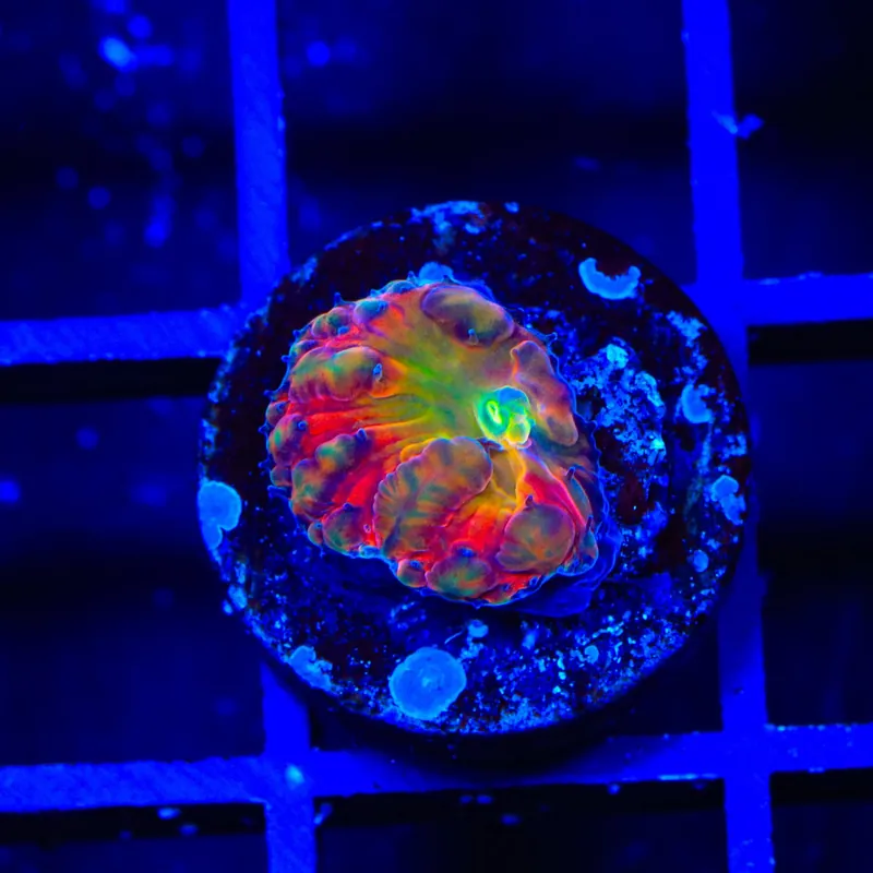 BSA Titty Twister Blastomussa Coral - TSA Coral