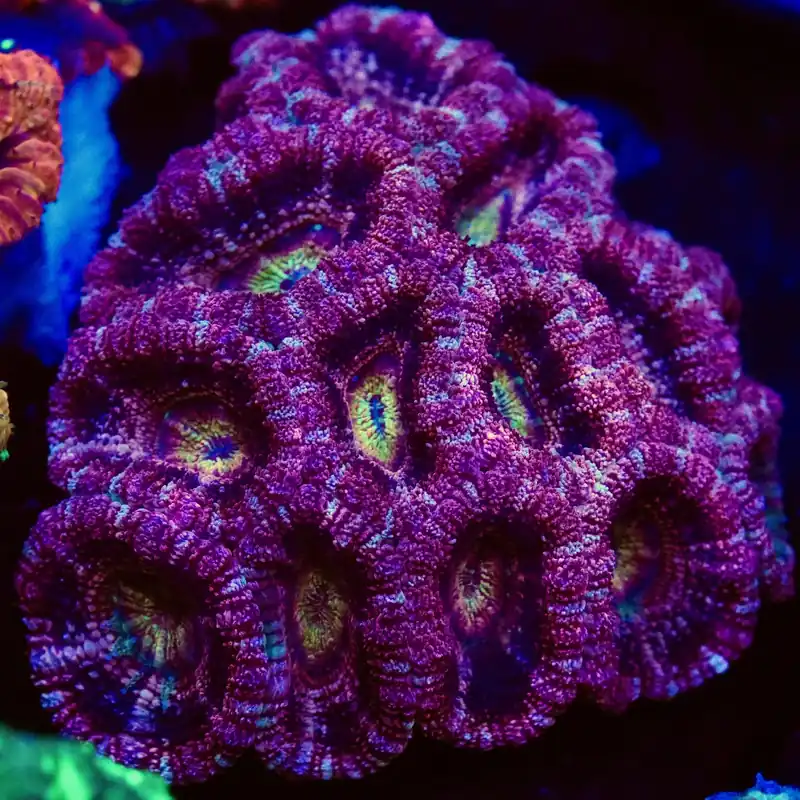 Ethereal Cosmos Deepwater Acan Coral Colony - Top Shelf Aquatics