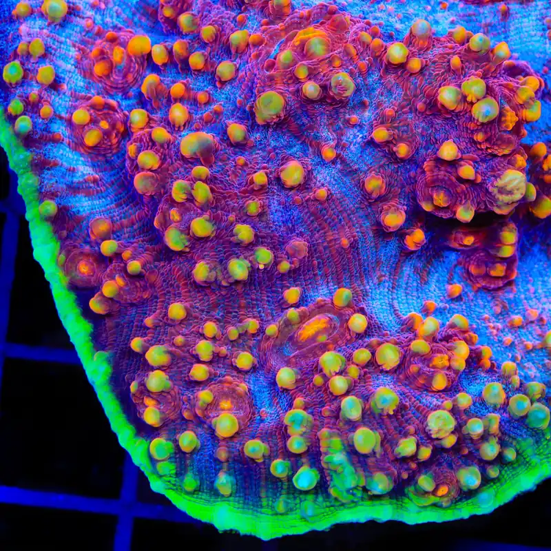 TSA Dantes Inferno Chalice Coral - TSA Coral