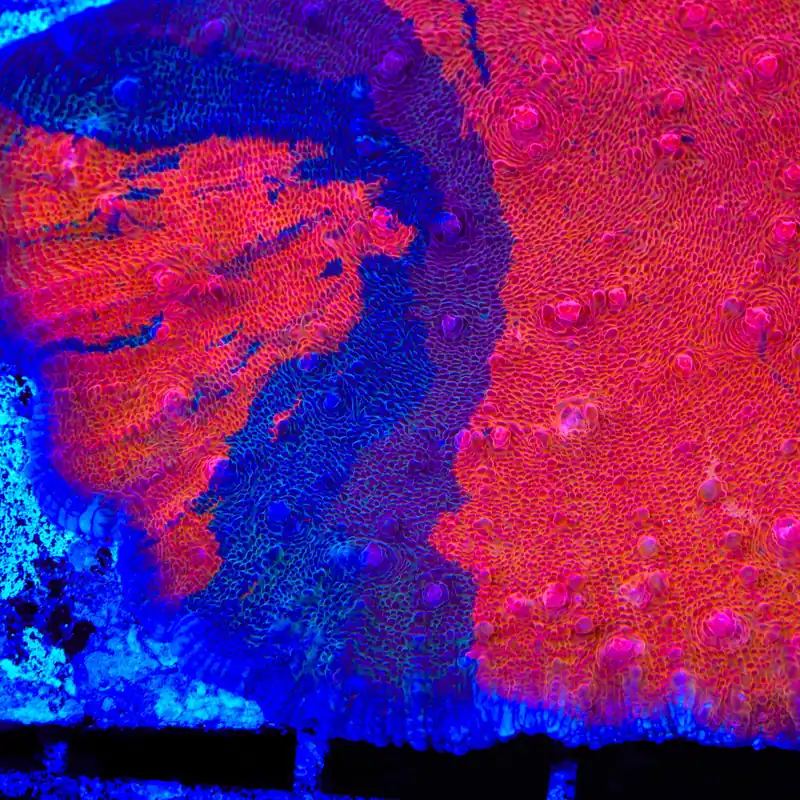 TSA Fire and Ice Chalice Coral - TSA Coral