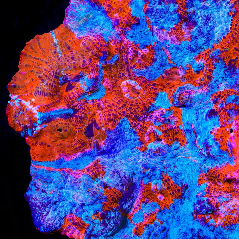 TSA Papa Smurf Chalice Coral - TSA Coral