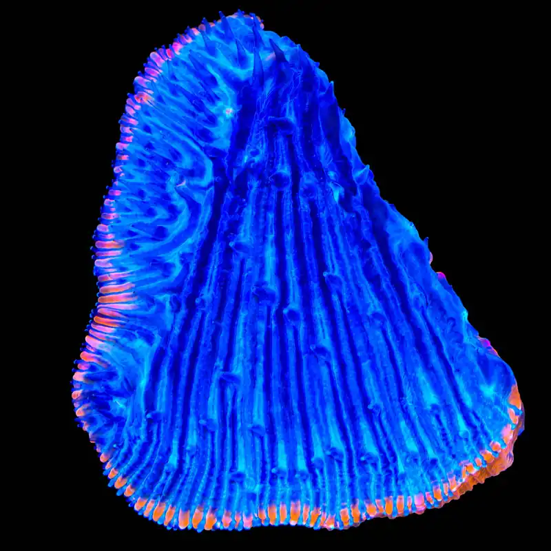 TSA Saturns Ring Aquacultured Plate Coral - TSA Coral