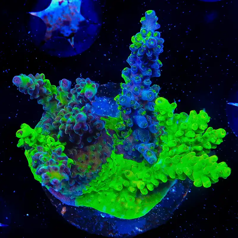 TSA Raspberry Splash Triple Grafted Acropora Coral - TSA Coral