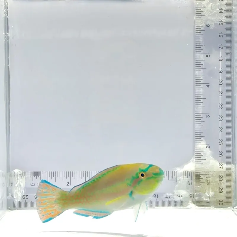 Princess Parrotfish - TSA Fish
