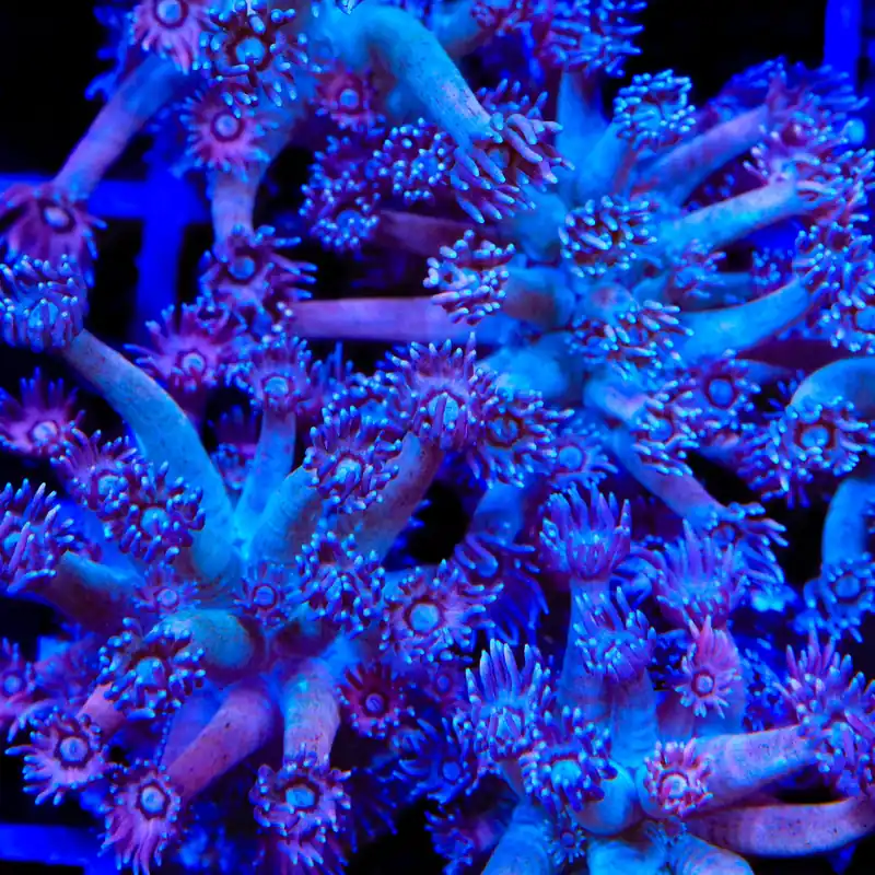 TSA Strawberry Kiwi Goniopora Coral - TSA Coral
