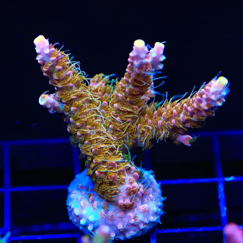 CC Voodoo Majick Acropora XL Frag Coral - TSA Coral