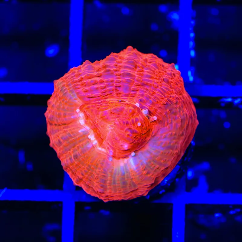 TSA Cherry Bowerbankii Coral - TSA Coral