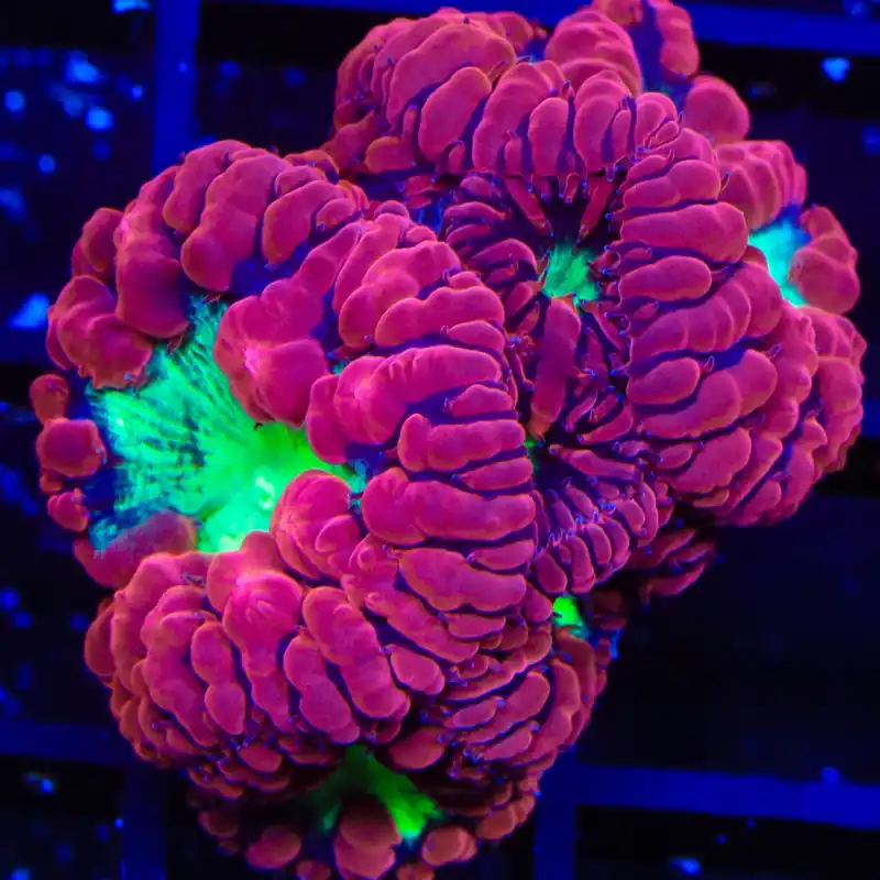 TSA Cherry Blastomussa Coral - TSA Coral