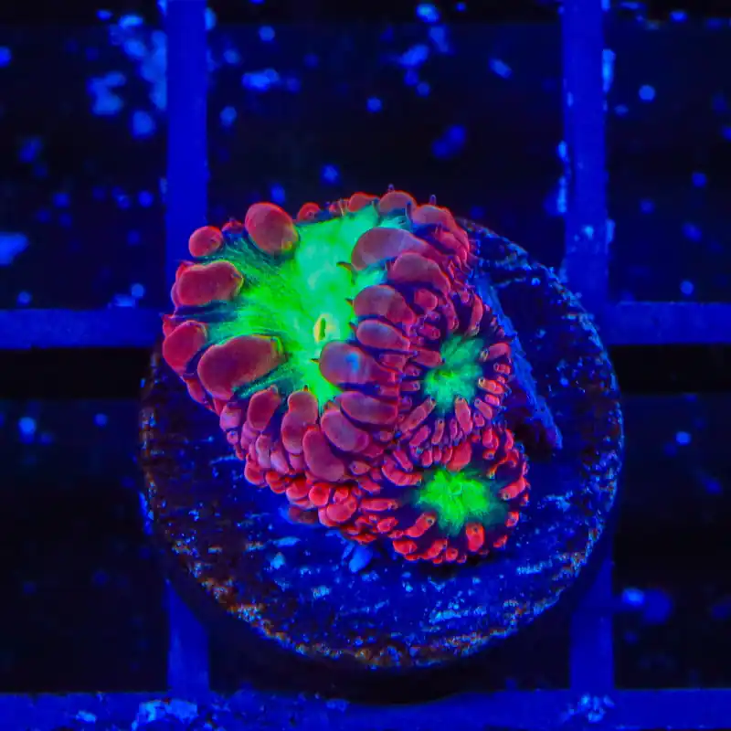 TSA Cherry Blastomussa Coral - TSA Coral