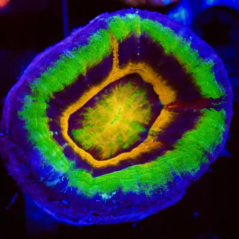 Master UFO Scolymia Coral - Top Shelf Aquatics