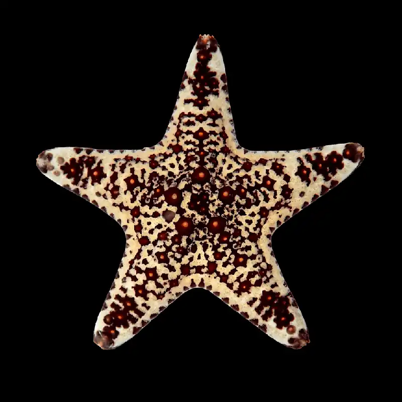 African Starfish, Assorted - TSA Inverts