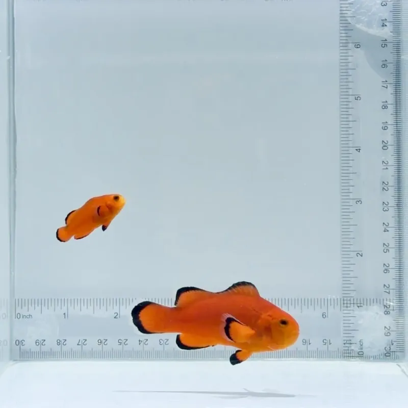 Jumbo Naked Clownfish Pair – Amphiprion ocellaris - TSA Fish