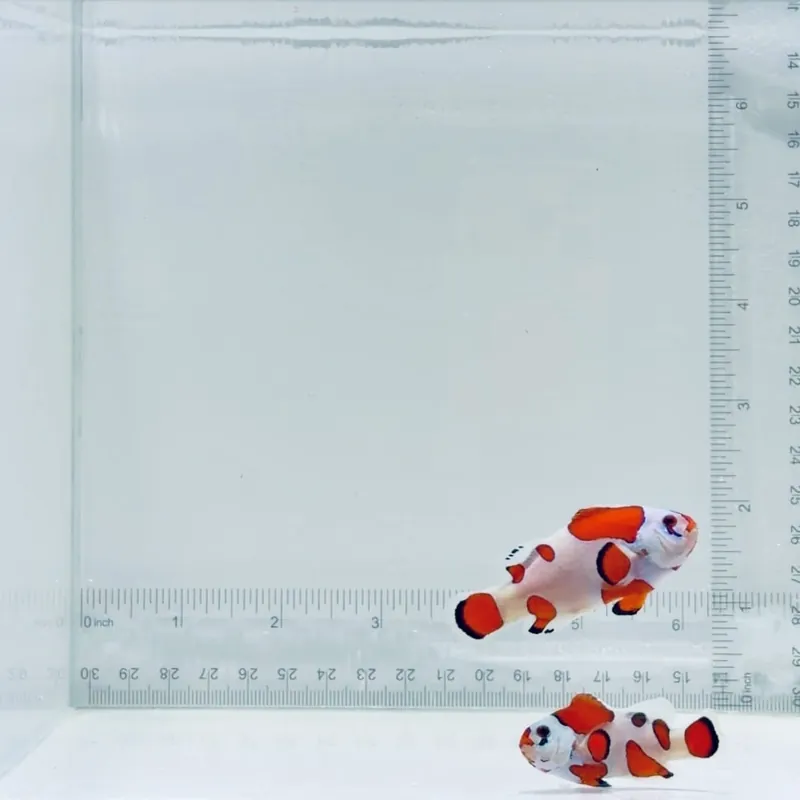 Jumbo Orange Storm Clownfish Pair – Amphiprion ocellaris - TSA Fish