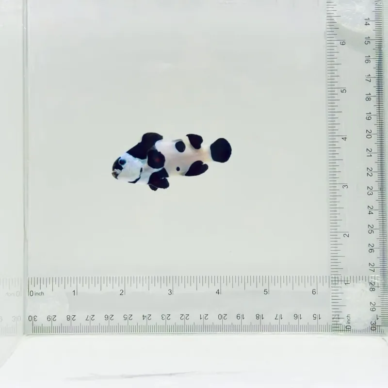 Jumbo Mocha Storm Clownfish - TSA Fish