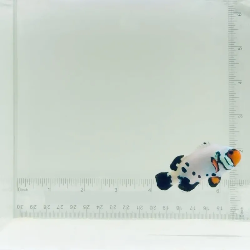 Jumbo Frostbite Clownfish - TSA Fish